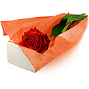 Einzelne Rose