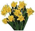 Blumen Versand